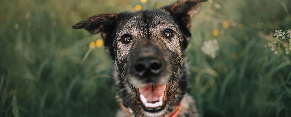 adopt-dog