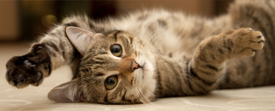 image-adopt-cat